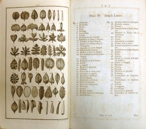 Pages from an early edition of Linnaeus’ “The System of Nature” 